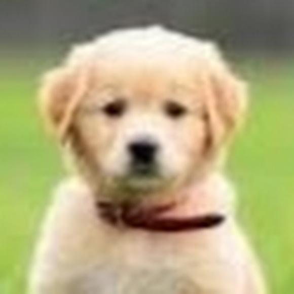 Meet your Posher, Trinity - Picture 1 of 1